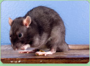 rat control Urmston