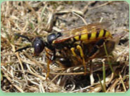 wasp control Urmston